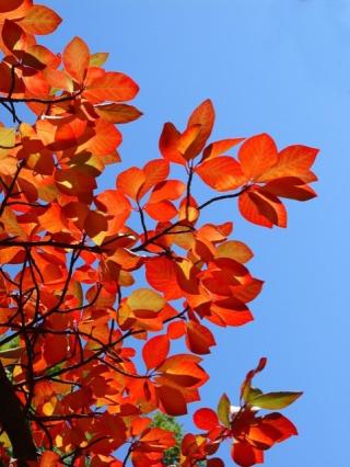 black tupelo (Nyssa sylvatica) leaves