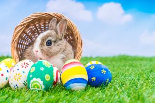 Easter Bunny Image 
