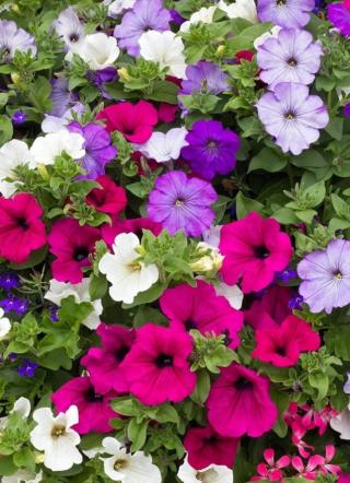 Petunias 