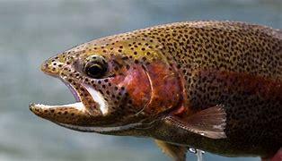 Image of Trout 