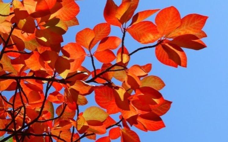 black tupelo (Nyssa sylvatica) leaves 