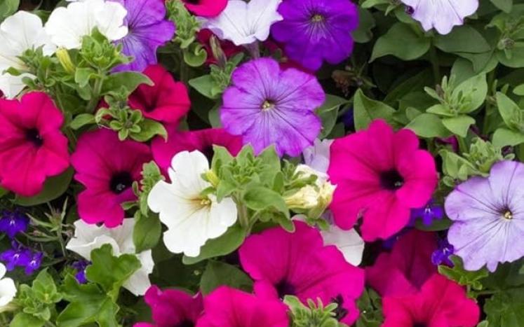 Petunias 