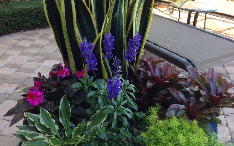 Potted Plants Potted Plants